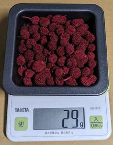 ボラフラワー ワイン色 約29g 送料無料 手芸素材 ドライフラワー