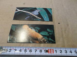 野鳥　写真　カード　２枚　ＮＥＳＴＬＥ　ネスレ　おまけ　バード　南国　昭和レトロ　オマケ　動物　野生　送料無料