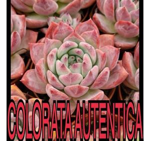 colorata autentica 種子50粒　コロラータ　アウテンティカ　多肉植物　エケベリア　ゴンザレス苗