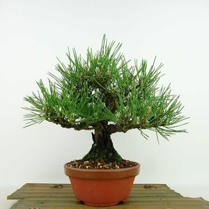 盆栽 松 黒松 樹高 約20cm くろまつ Pinus thunbergii クロマツ マツ科 常緑針葉樹 観賞用 小品 現品