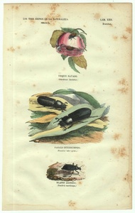 1837年 スペイン 博物図鑑 鋼版画 手彩色 Pl.29 コガネムシ科 クロツヤムシ科 ゴミムシダマシ科など3種 博物画