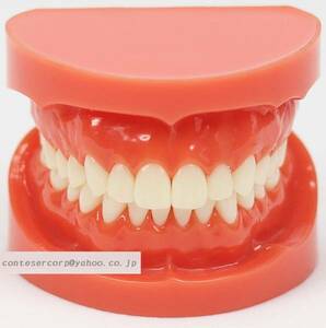 cc高級歯列模型 上下顎模型 永久歯 全顎 歯の模型