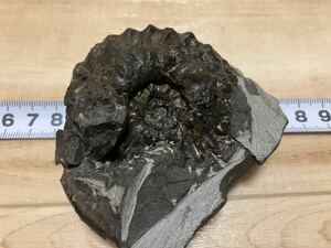 1円スタート　超希少種　北海道　アンモナイト　ホルキア　化石