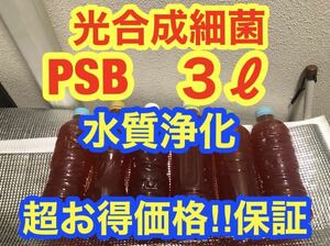 沖ちゃんメダカ【送料無料】光合成細菌PSB バクテリア　メダカ　めだか　金魚　グッピー　ミジンコ　ゾウリムシ　稚魚　針子（500ml）種水