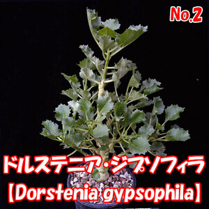 ドルステニア・ジプソフィラ【Dorstenia gypsophila】多肉植物 コーデックス No.2