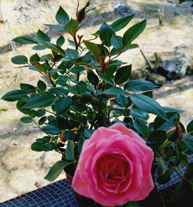 バラ苗 ミニバラ 薔薇、抜き苗、ピンク薔薇