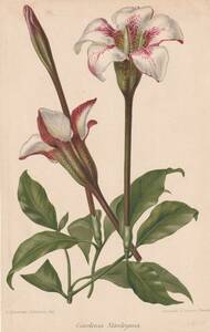 フランスアンティーク 博物画 植物画『Gardenia　Stanleyana』 多色刷り石版画　ボタニカルアート