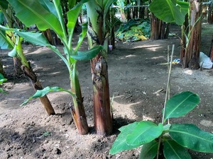 送料無料　バナナ苗　グロスミッシェル種　中幹バナナ　株分苗