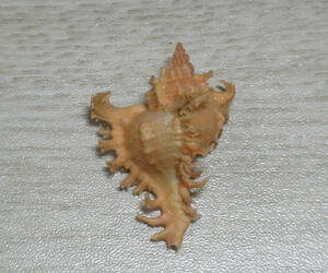 貝の標本 Chicoreus ramosus 39.5mm.orange