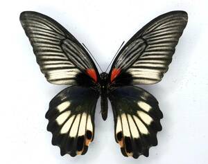 蝶　標本　ナガサキアゲハ　♀　沖縄本島