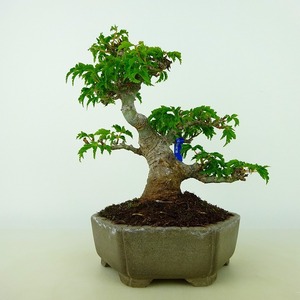 盆栽 紅葉 獅子頭 樹高 約16cm もみじ 高級盆栽 Acer palmatum モミジ カエデ科 落葉樹 観賞用 小品 現品