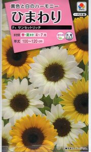 ◆ひまわり◆　【F1サンセットリッチ】　タキイ種苗