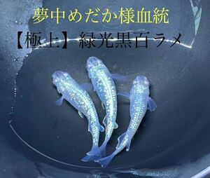 【夢中めだか様血統】　■緑光黒百ラメ■極上個体　■有精卵 25個＋α （ハイビスカス、サンシャイン、フロマージュ、ミッドナイトフリル）