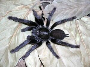 Phormingochilus arboricola (ex.Borneo Black) タランチュラ LS3cm程 アースタイガームカデセンチピードサソリ蜘蛛クモカマキリマンティス
