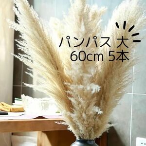 ドライフラワー パンパスグラス 大60cm 5本セット! インテリア おしゃれ 韓国