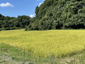 新米　令和5年9月刈取　コシヒカリ　伊賀米　無農薬　有機栽培　農家直送　三重　玄米(10㎏×3) 送料別