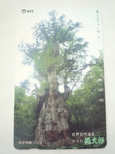 未使用 保管品☆世界自然遺産 屋久杉 縄文杉 推定樹齢7200年 105度数 テレカ テレホンカード