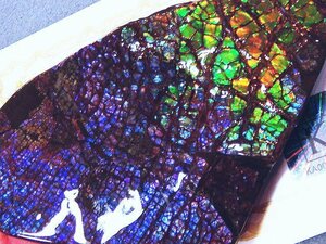 化石 アンモライト 青、紫！寒色！パステルカラー！巨大！オパールの様な発色！神秘的 ジュエリー 宝石 化石 原石 鉱物 標本 観賞石