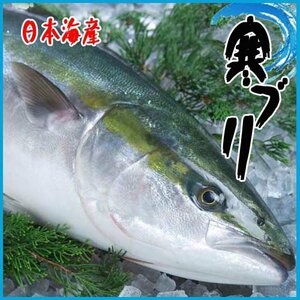 厳選仕入 活〆寒ブリ6-7kg 九州・日本海産 旬 ぶり 鰤