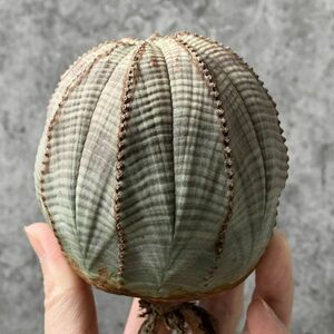 【B5405】SS級巨大8.5㎝！！【極上特選大株！！】ユーフォルビア オベサ Euphorbia obesa ( 検索 アガベ 多肉植物 )