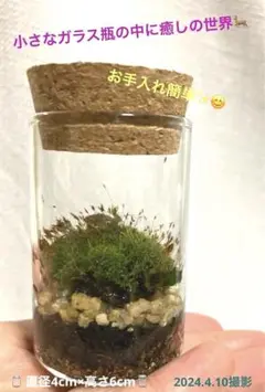 癒し♡はじめませんか【苔テラリウム】器の中の小さな世界♡子鹿のフィギア付き