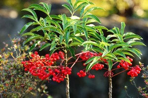 万両 マンリョウ苗n1★赤実　山野草★高さ10cm お正月縁起もの1株