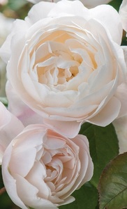 【デズデモーナ】美しく透き通るような白バラ
