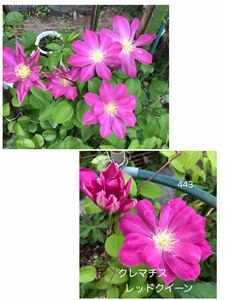クレマチス　レッドクイーン　花の種　１５粒