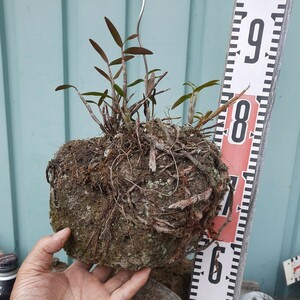 直ぐ苔の付く軽石☆軽植え☆セッコク☆花色白か薄いピンク⑤