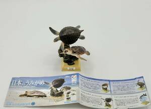 ネイチャーテクニカラー　日本のうみがめ　アカウミガメ　アオウミガメ　奇譚クラブ　キタンクラブ　いきもん　KOW　日本ウミガメ協議会