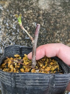 【新芽が芽吹いてます】レッドカラント(抜き苗です) 挿し木苗木 レッドカシス B