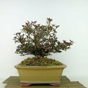 盆栽 皐月 八咫の鏡 樹高 約19cm さつき Rhododendron indicum サツキ ツツジ科 常緑樹 観賞用 小品 現品