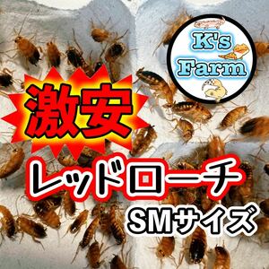 SMサイズ250匹(死着保証 込み)レッドローチ ①