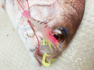 新しいタイラバ《鯛ラバシュリンプ　ピンク夜光３種セット》真鯛甘鯛エギルアー海老タイラバ仕掛けカーペンターリップルヤマガブランクス