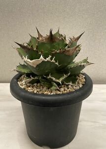 鉢のまま発送 ホワイトファイヤー 白火焔 子株2個付きアガベ チタノタ agave 台湾株 検索用清櫻 大白鯊 皇冠 悪魔くん SAD 白犀牛