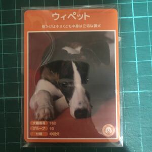 【犬種図鑑カード】 No.048 ウィペット