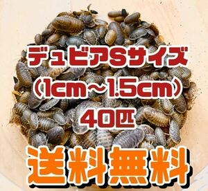 【送料無料】デュビア Sサイズ 40匹＋死着保証10％ 