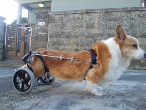 ヤマペットのコーギー他中形犬用車椅子：レンタル・車いす・車イス・リハビリ・新車