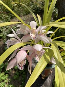 洋蘭　ラン　シンビ　洋蘭原種　シンビジューム　原種　Cym.insigne saderae‘Atrosanguinea’花芽付き株