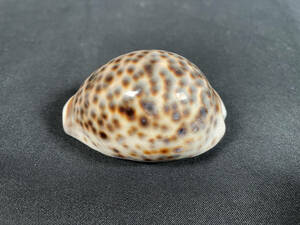 【77】ホシダカラ貝 貝殻 標本 約6.5cm×5cm ホシダカラガイ タカラガイ 置物