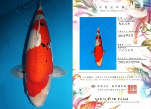 【魚酔#MSP-3】【生産証明書付き】３月ラスト！御三家スペシャル！ 阪井養魚場産 大正三色 親鯉=エメラルド 2021年産 68cm メス