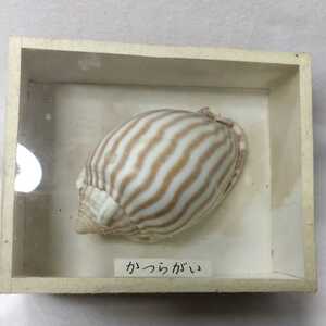 かつらがい 桂貝標本 本物 昭和27粟島採取 コレクター放出 珍品 ケース入り