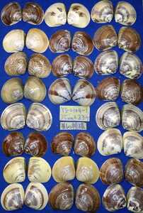 蛤　YS−0104−1　美しい模様　35mm23個　江戸前　貝合わせ　貝覆い　ハマグリ　貝殻　標本　材料
