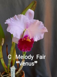 【洋蘭 交配種】C Melody Fair “Venus“ カトレア メロディ フェア ヴィーナス（花なし）
