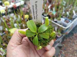 食虫植物【ネペンテス】N. peltata `Yellow Phantom
