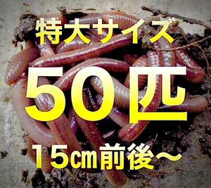 【 日火水金土のみ発送】50匹　ドバミミズ ミミズ　天然　エサ　生き餌　釣り餌　特大サイズ
