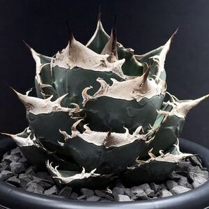 【FK PLANTS】 Agave titanota 