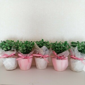 フェイクグリーン 室内造花 green 家具屋さん購入グリーン小鉢5個セット☆模様替え☆引っ越しインテリア☆癒やしセット☆送料込￥1000！