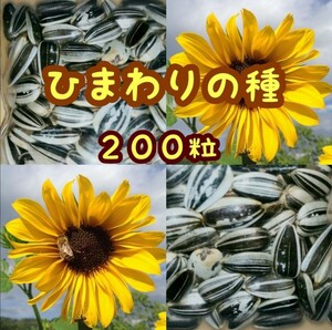 大きくそだつひまわりの種　たっぷり14g約200粒 花畑　プランター　花壇　花束　生花　インテリア　