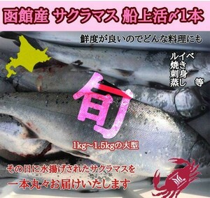 北海道産　サクラマス　本マス　活絞め　1本、